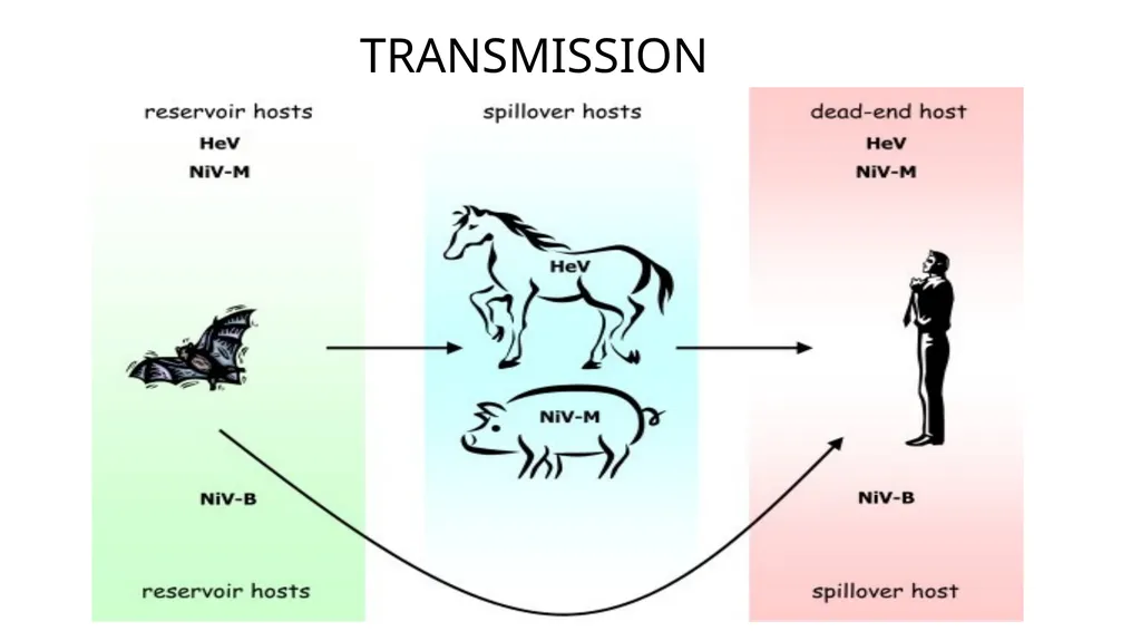Preventing Future Pandemics. Nipah Virus “Bat with - slide 13 of 32