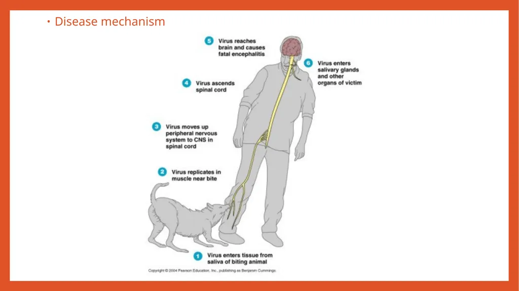 Zoonotic infections CLS 416 Learning outcomes - slide 10 of 40