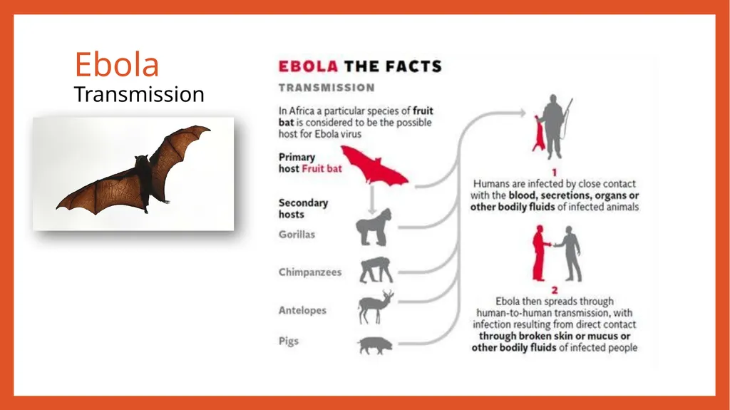 Zoonotic infections CLS 416 Learning outcomes - slide 19 of 40