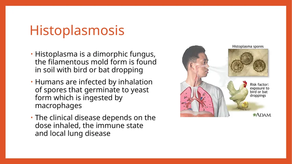 Zoonotic infections CLS 416 Learning outcomes - slide 33 of 40