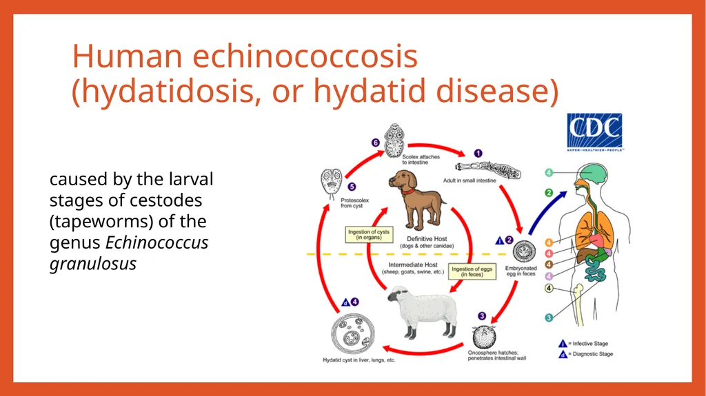 Zoonotic infections CLS 416 Learning outcomes - slide 24 of 40