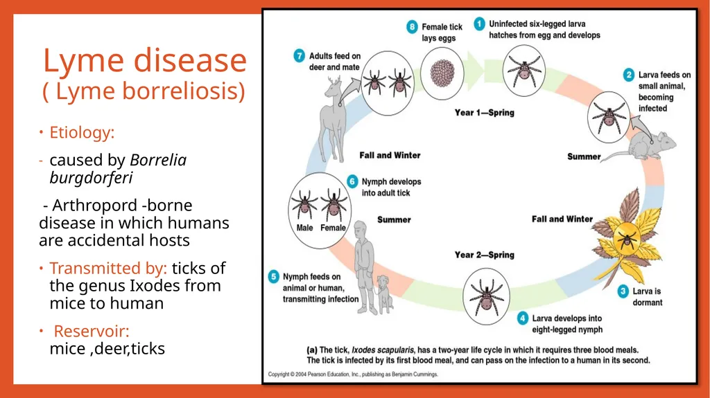 Zoonotic infections CLS 416 Learning outcomes - slide 27 of 40