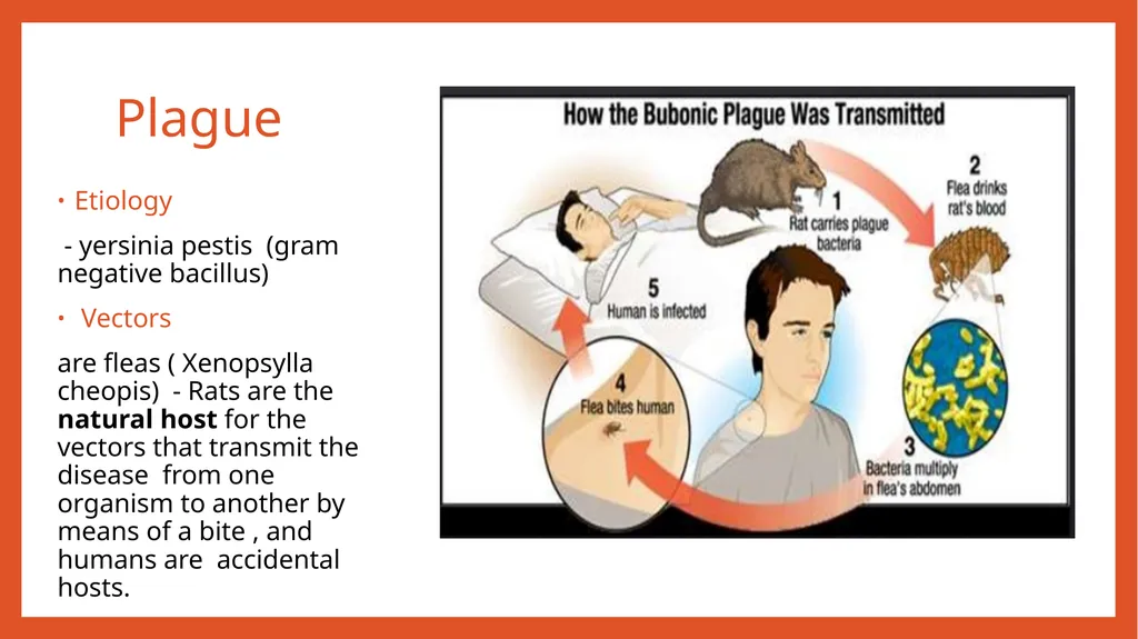 Zoonotic infections CLS 416 Learning outcomes - slide 29 of 40