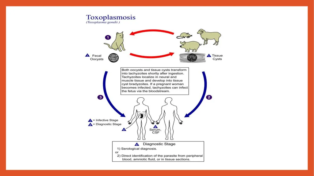 Zoonotic infections CLS 416 Learning outcomes - slide 25 of 40