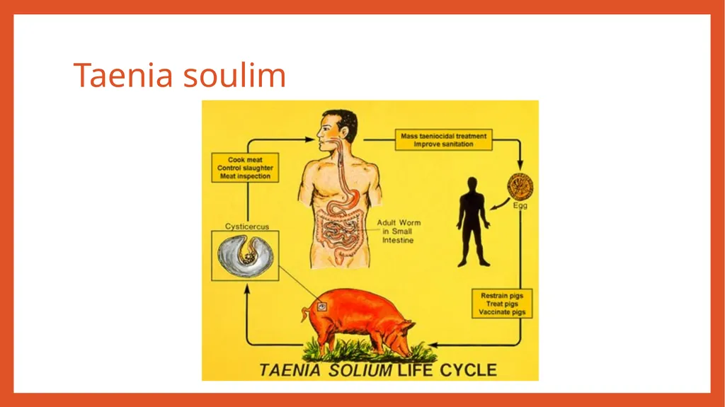 Zoonotic infections CLS 416 Learning outcomes - slide 23 of 40