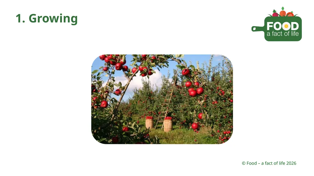Food is processed Strawberries 1. Growing 2. - slide 12 of 22