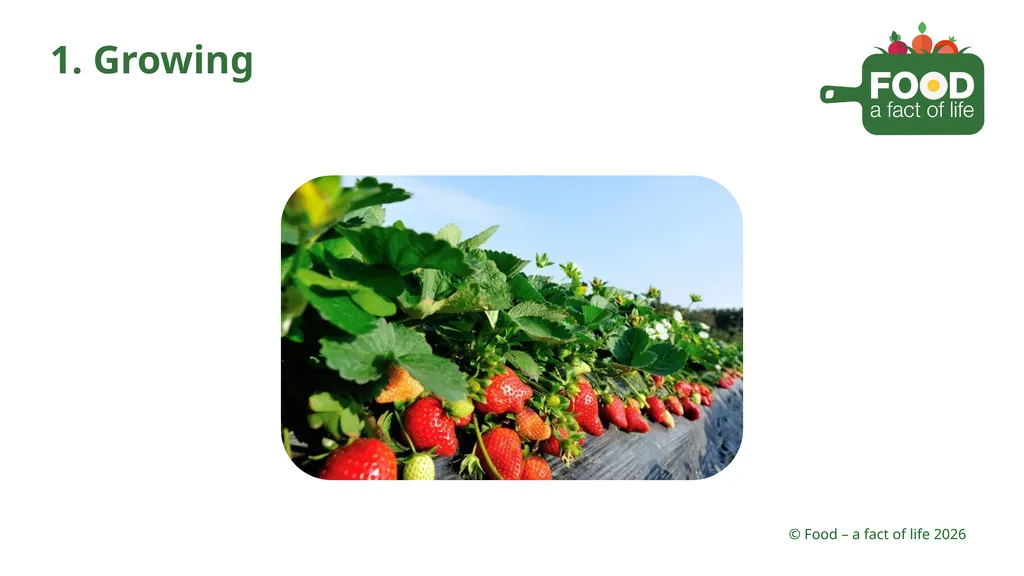 Food is processed Strawberries 1. Growing 2. - slide 3 of 22