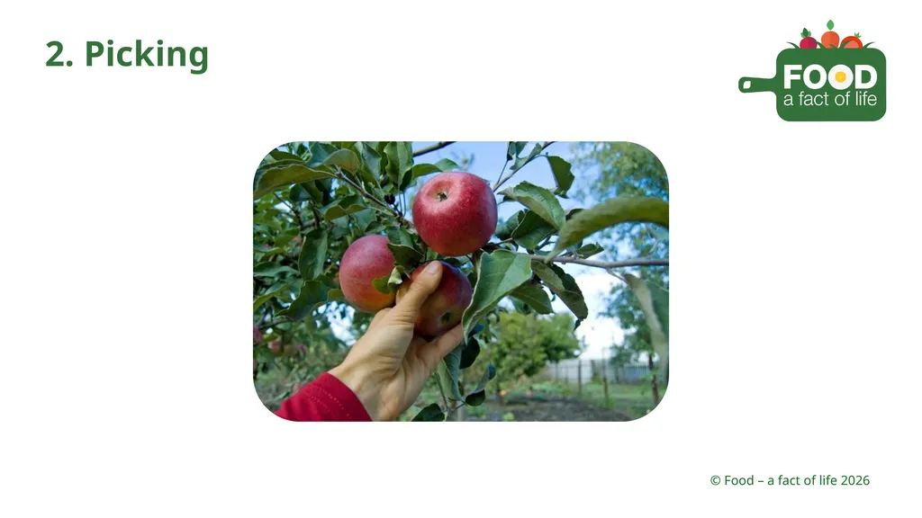 Food is processed Strawberries 1. Growing 2. - slide 13 of 22