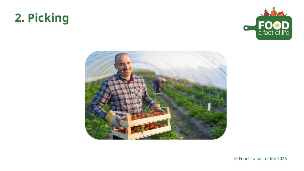 Food is processed Strawberries 1. Growing 2. - slide 4 of 22