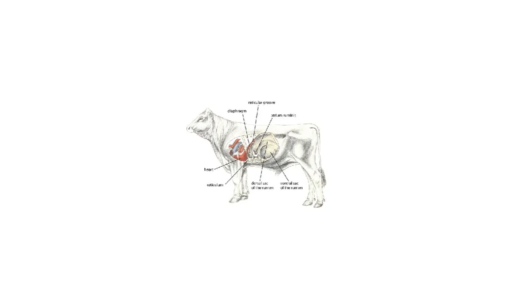 UNIT-5 (REGIONAL SURGERY-II) UG COURSES DR. - slide 15 of 26