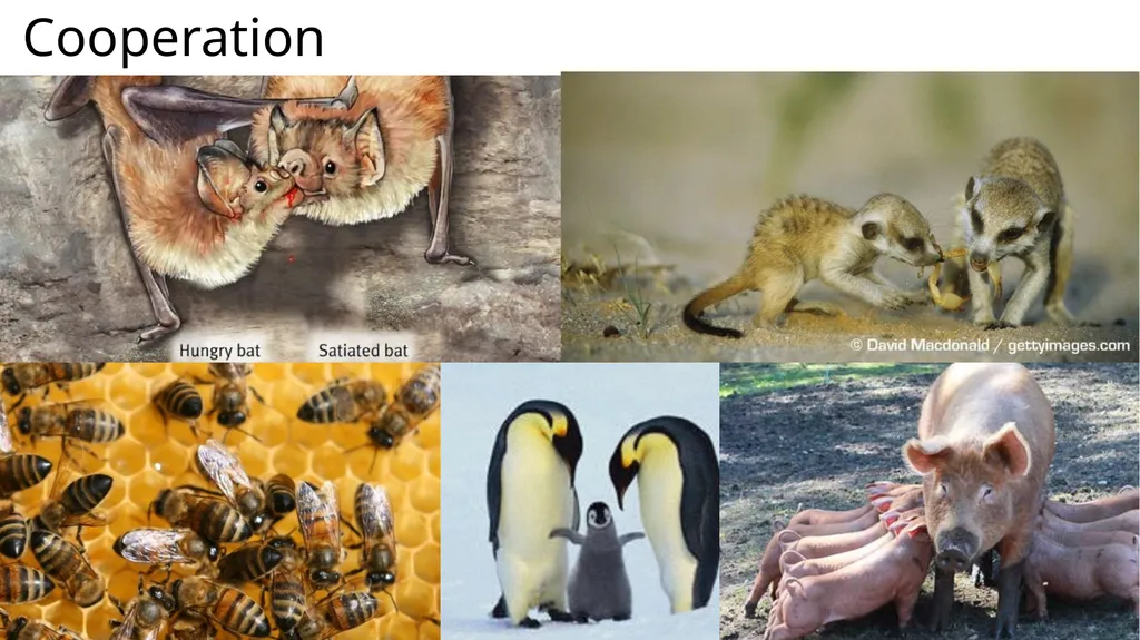 Where we’ve come so far… Animal Behavior Core - slide 7 of 16