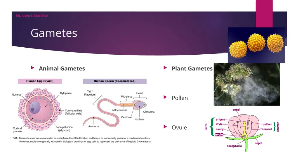 Gamete Formation Jason S. Martinez NIS Almaty - slide 7 of 19