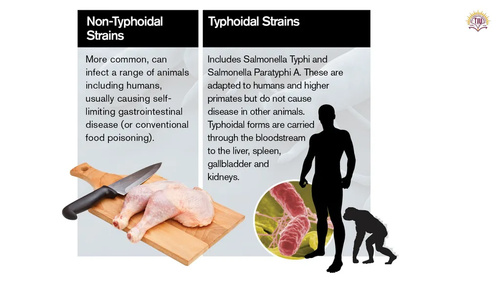 Dr. Tola FARAJ Ms. Chnar Hussam Lecturer and - slide 4 of 13