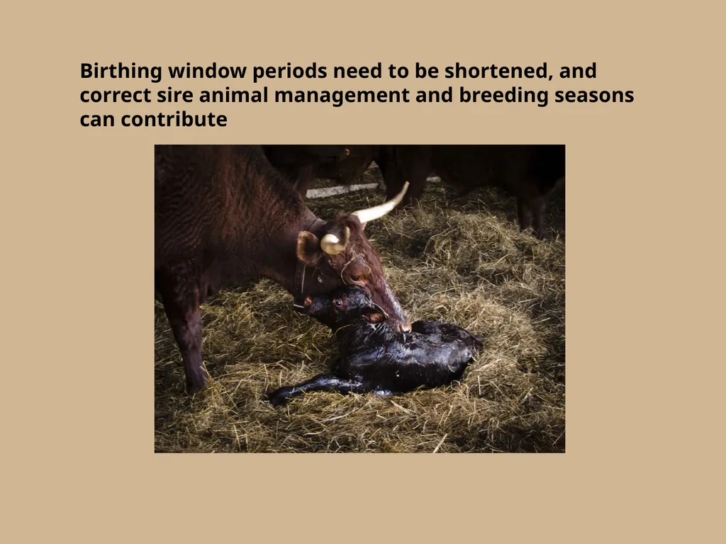 Which herd do you think will yield more consistent - slide 6 of 10