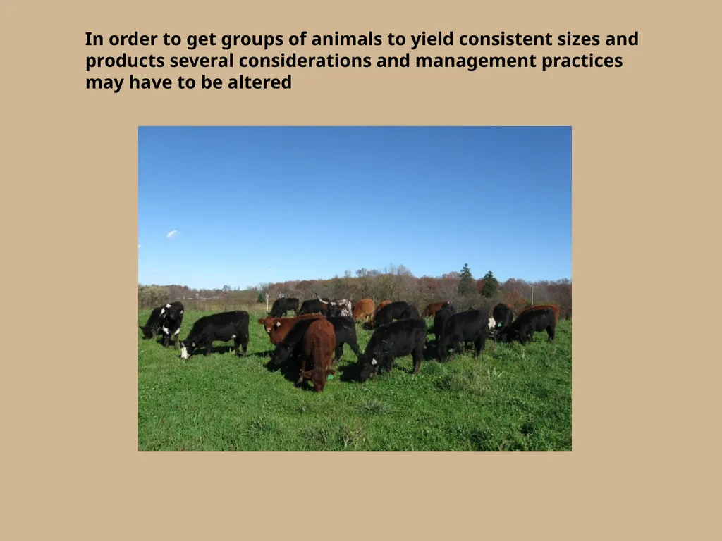 Which herd do you think will yield more consistent - slide 5 of 10