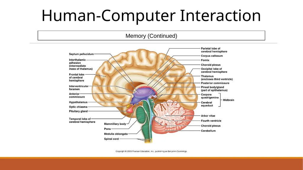 Human-Computer Interaction The Human - slide 31 of 44