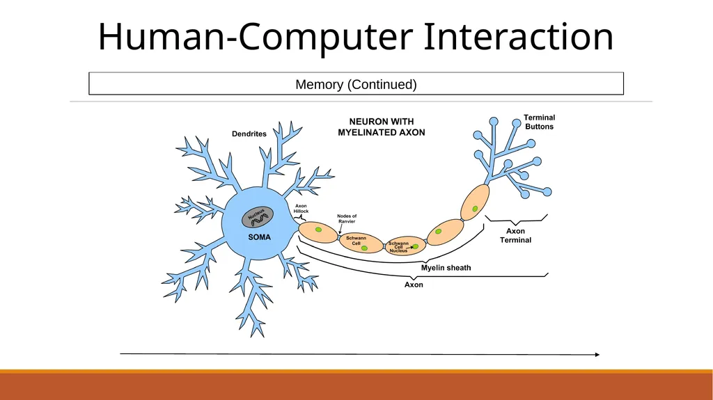 Human-Computer Interaction The Human - slide 32 of 44