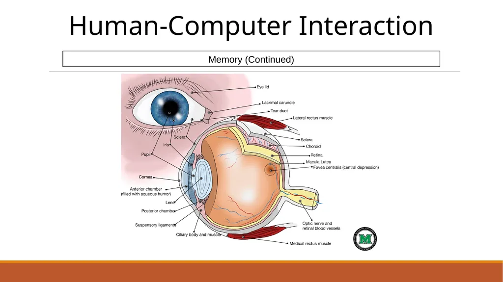 Human-Computer Interaction The Human - slide 28 of 44
