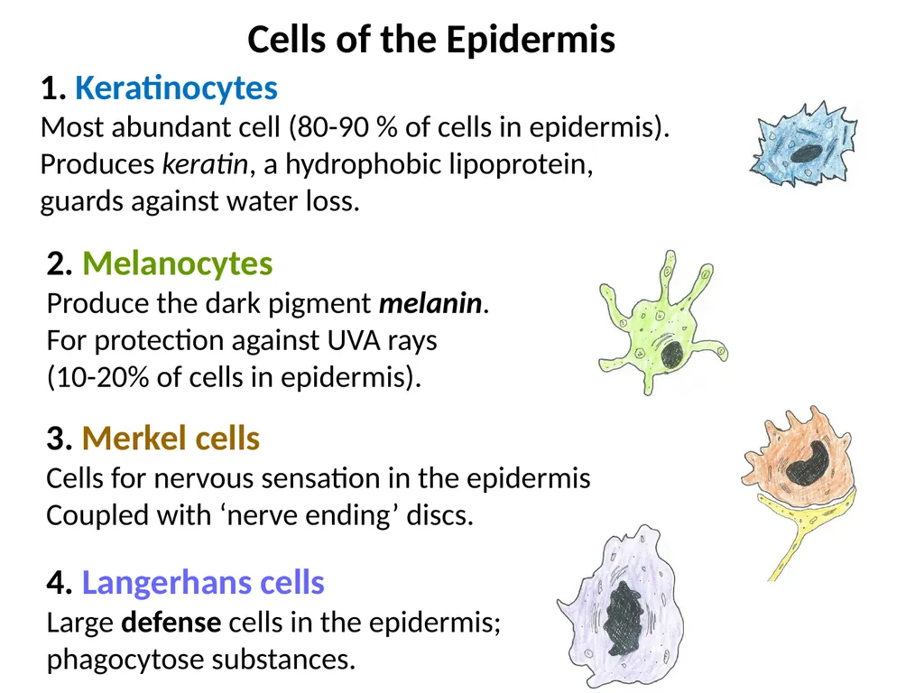 Cutaneous Membrane (Skin) Superficial Epidermis - slide 6 of 30