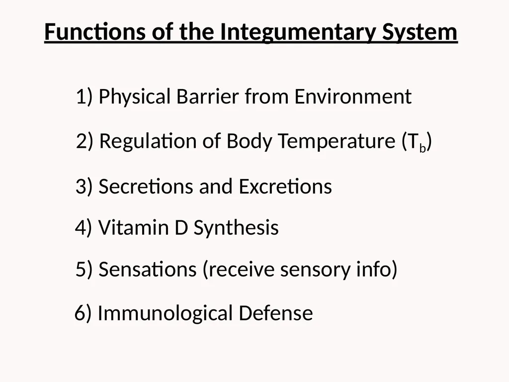 Cutaneous Membrane (Skin) Superficial Epidermis - slide 3 of 30