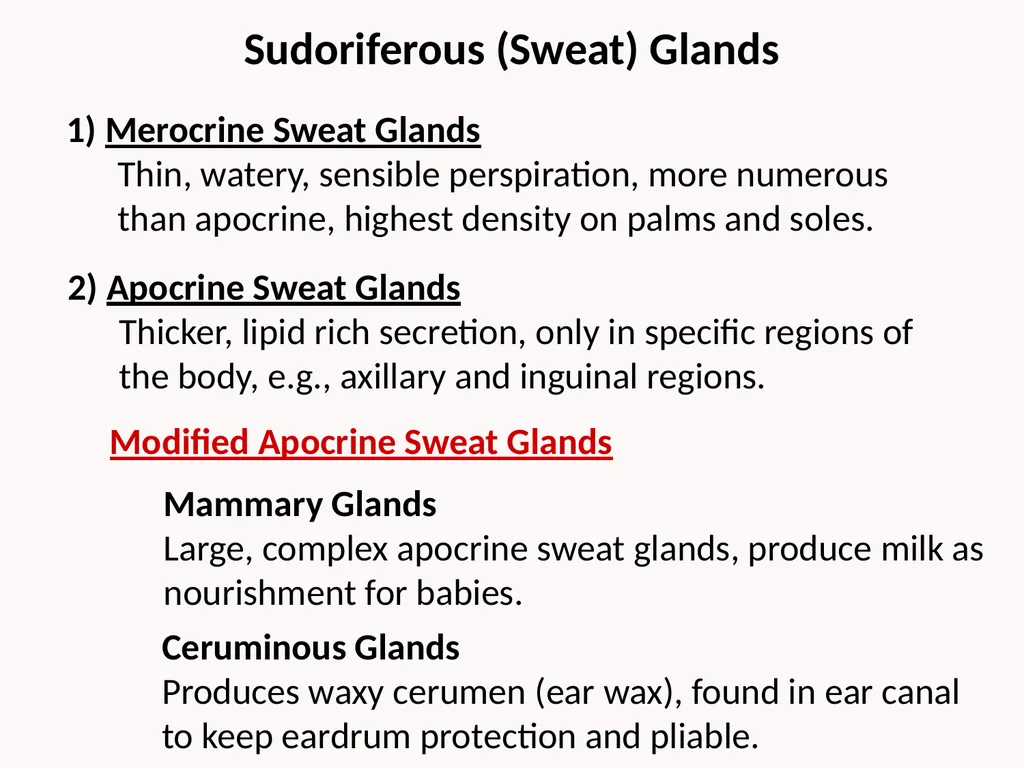Cutaneous Membrane (Skin) Superficial Epidermis - slide 23 of 30