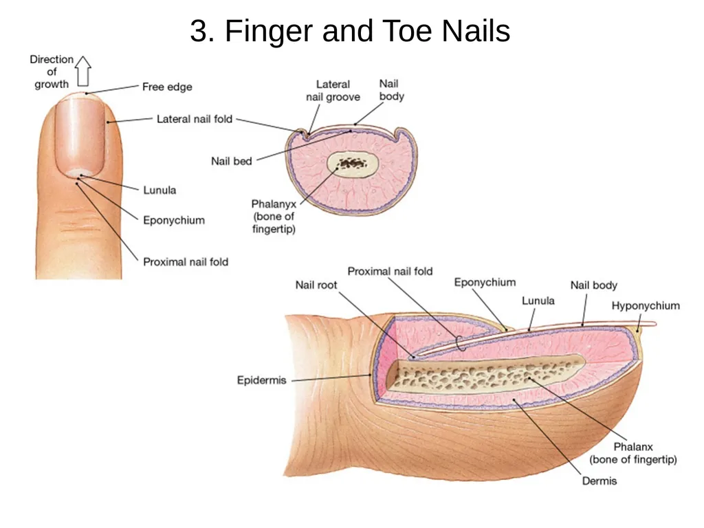 Cutaneous Membrane (Skin) Superficial Epidermis - slide 26 of 30