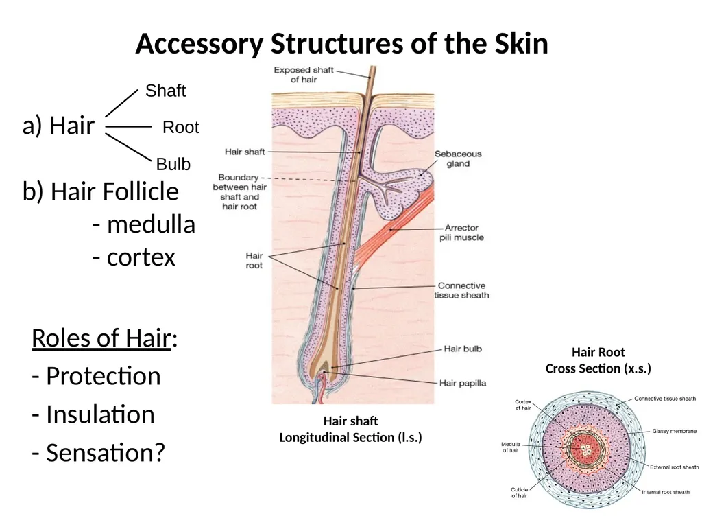 Cutaneous Membrane (Skin) Superficial Epidermis - slide 16 of 30