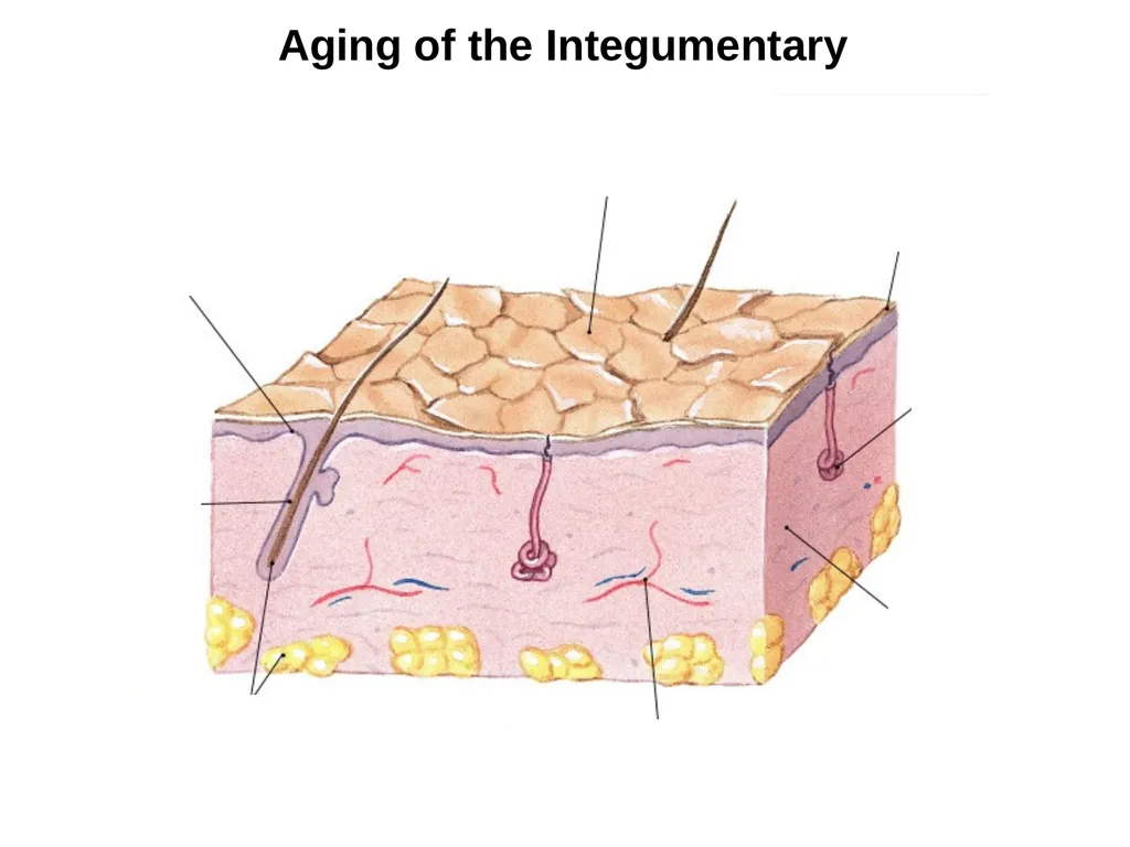 Cutaneous Membrane (Skin) Superficial Epidermis - slide 27 of 30