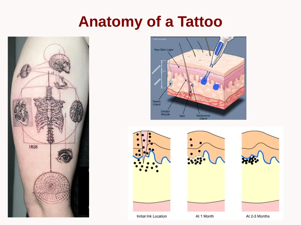 Cutaneous Membrane (Skin) Superficial Epidermis - slide 11 of 30