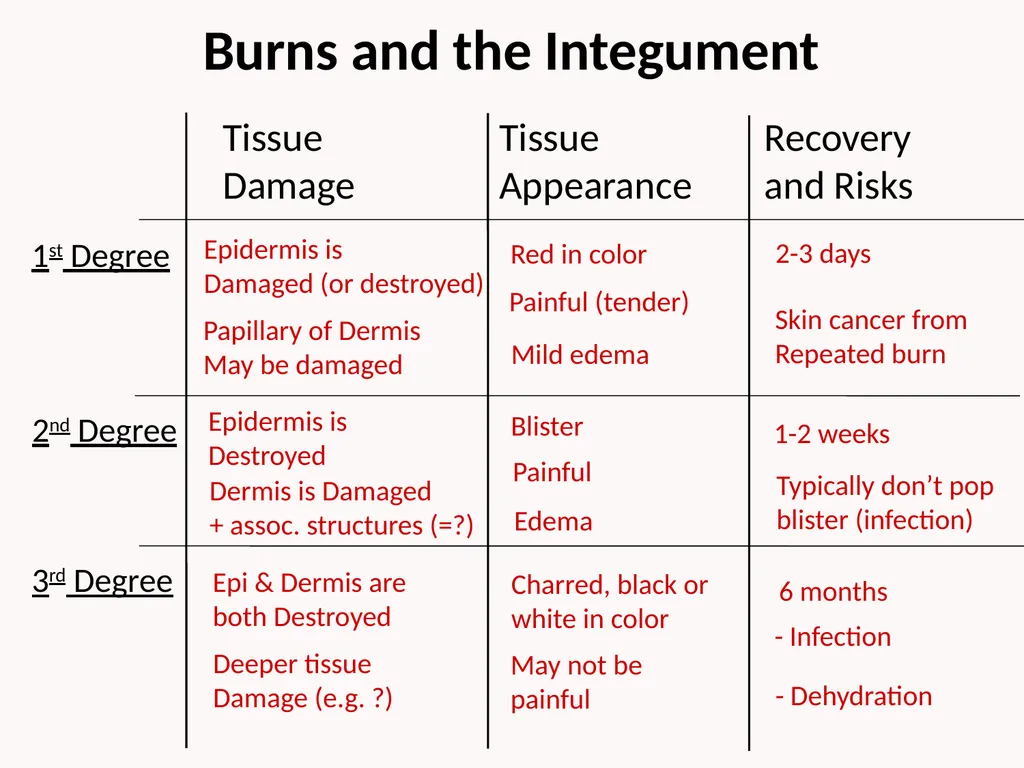 Cutaneous Membrane (Skin) Superficial Epidermis - slide 28 of 30