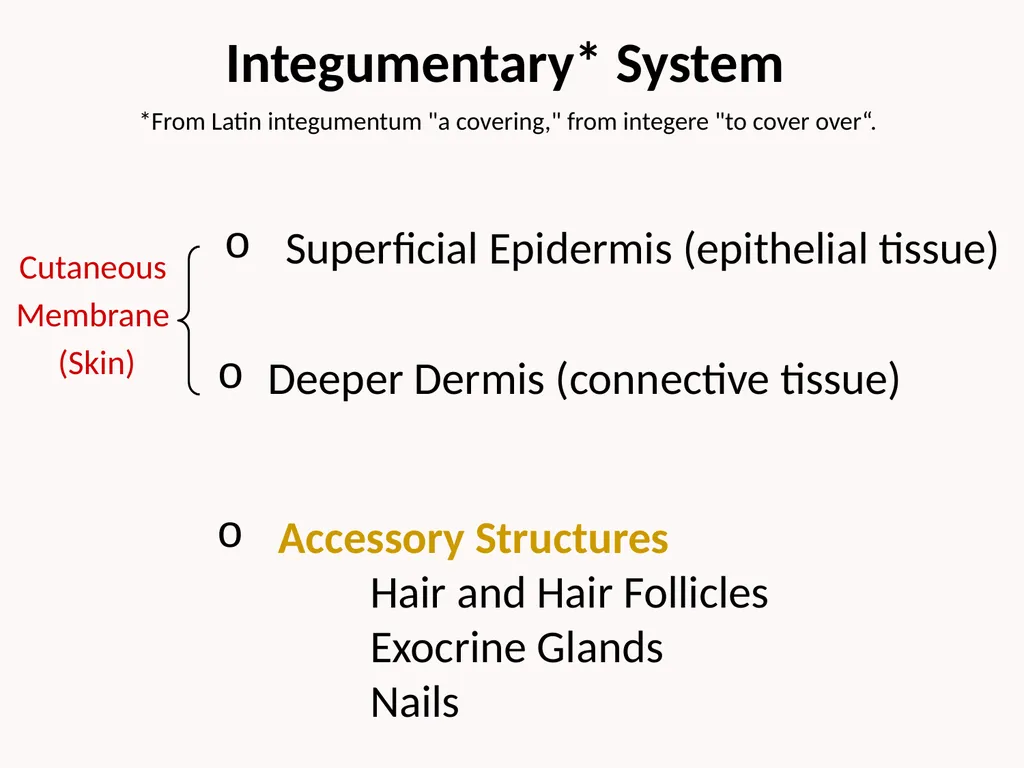 Cutaneous Membrane (Skin) Superficial Epidermis - slide 1 of 30