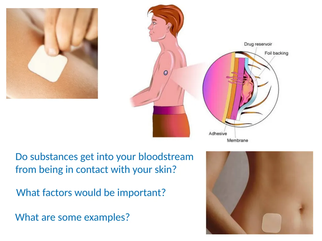 Cutaneous Membrane (Skin) Superficial Epidermis - slide 13 of 30