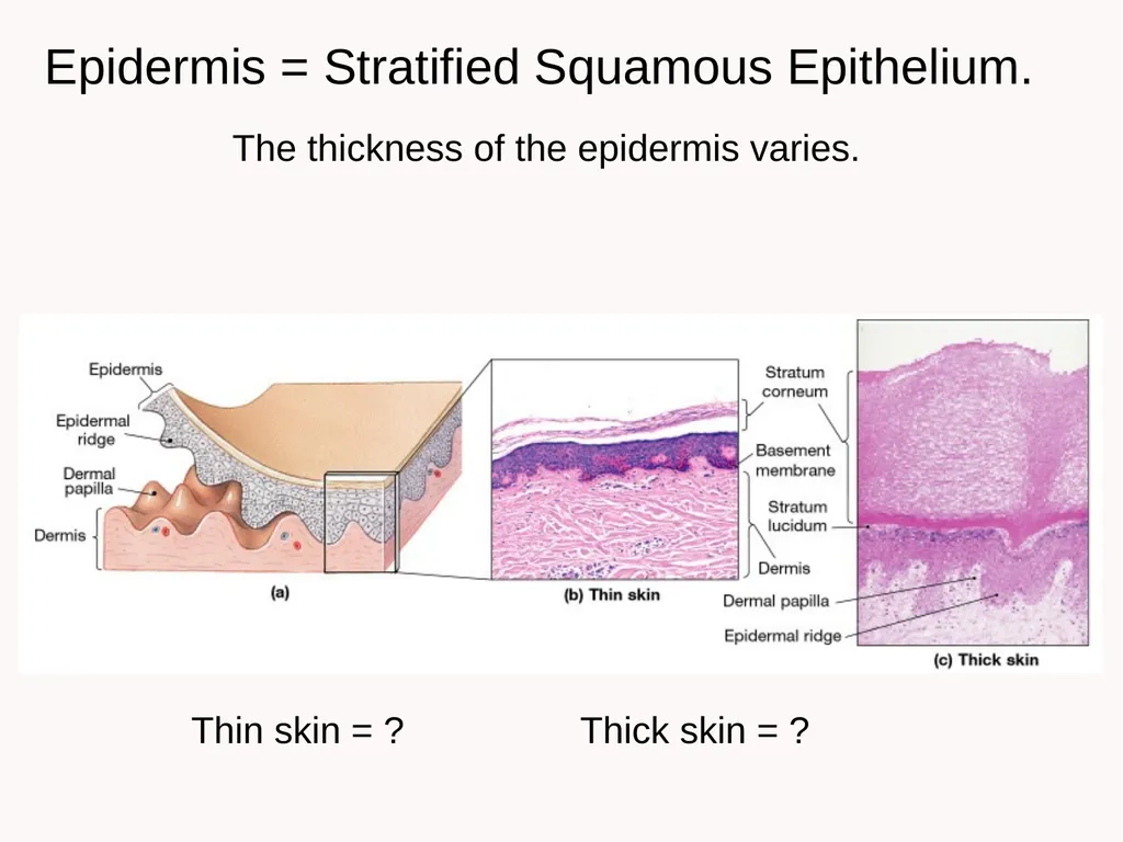 Cutaneous Membrane (Skin) Superficial Epidermis - slide 5 of 30