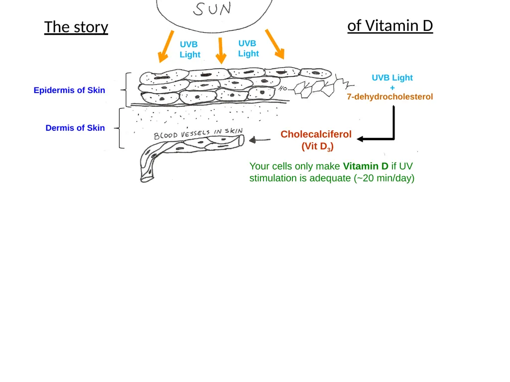 Cutaneous Membrane (Skin) Superficial Epidermis - slide 30 of 30
