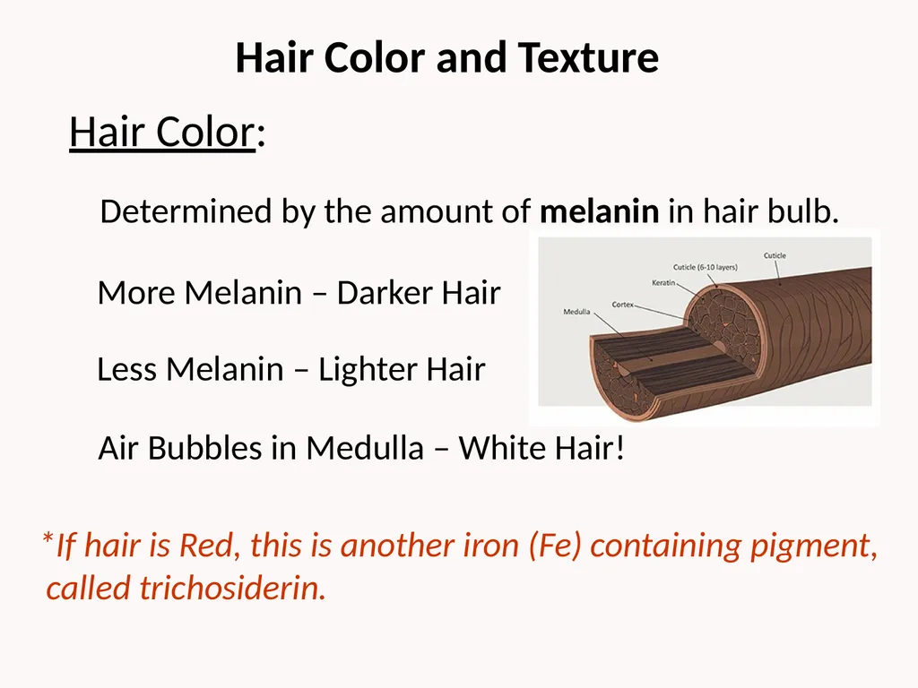 Cutaneous Membrane (Skin) Superficial Epidermis - slide 19 of 30