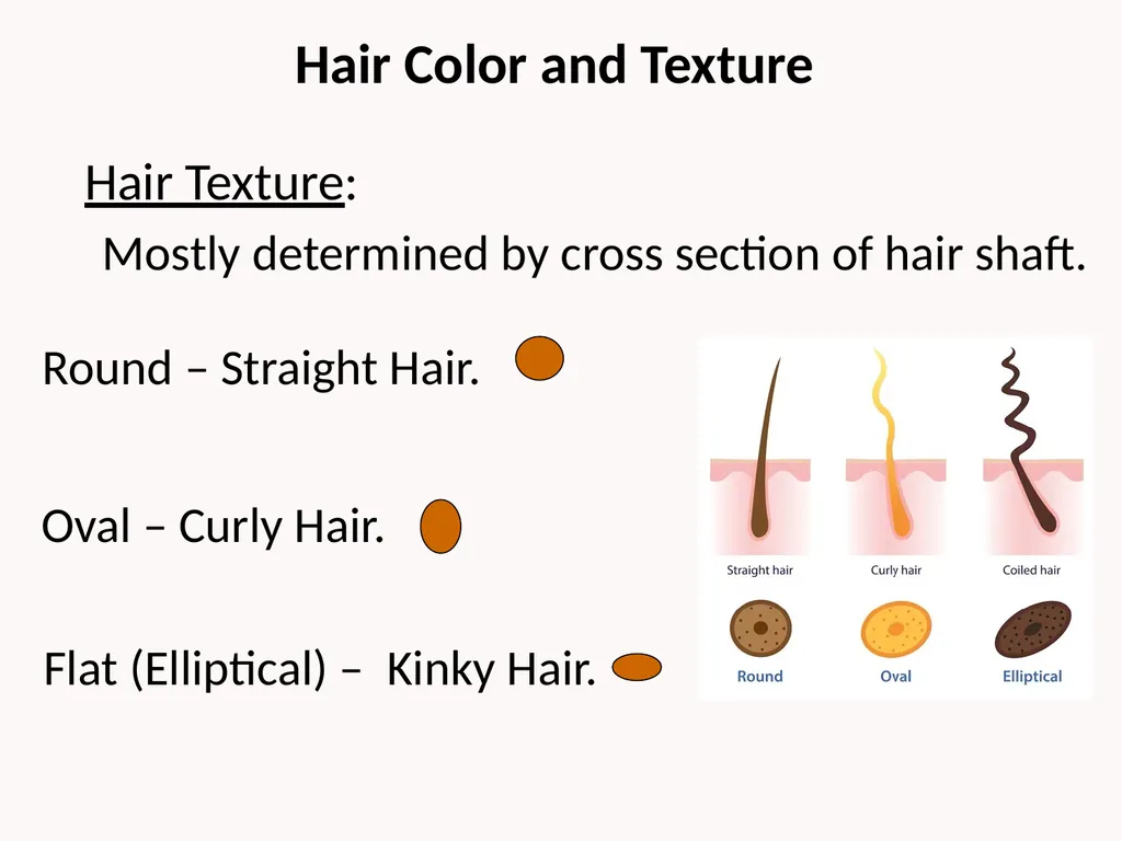 Cutaneous Membrane (Skin) Superficial Epidermis - slide 20 of 30
