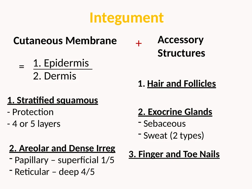 Cutaneous Membrane (Skin) Superficial Epidermis - slide 4 of 30