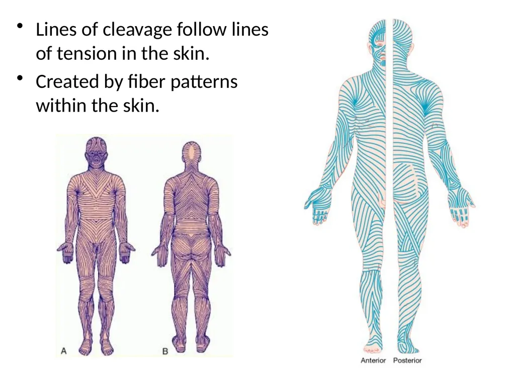 Cutaneous Membrane (Skin) Superficial Epidermis - slide 29 of 30