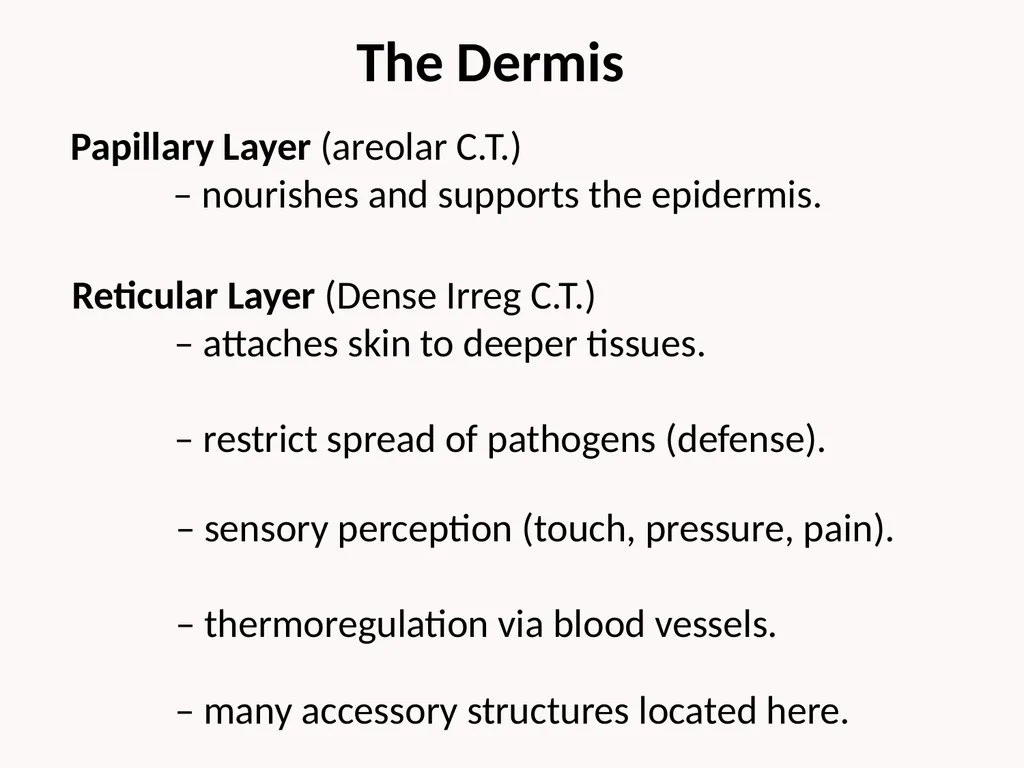 Cutaneous Membrane (Skin) Superficial Epidermis - slide 9 of 30