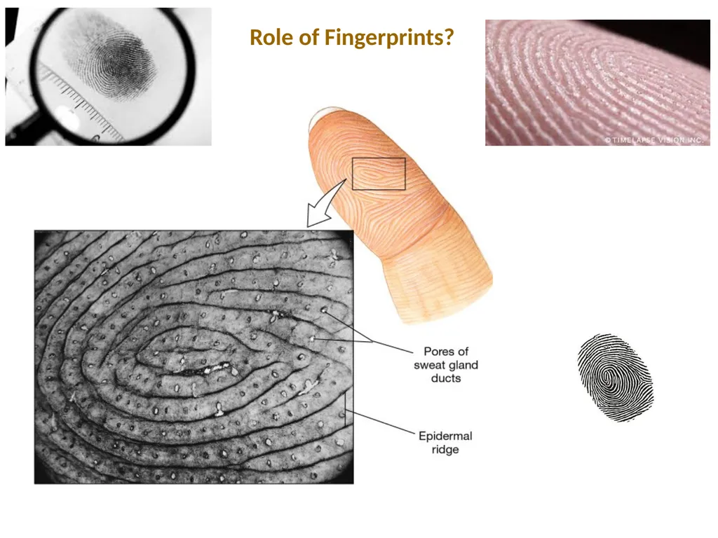 Cutaneous Membrane (Skin) Superficial Epidermis - slide 8 of 30