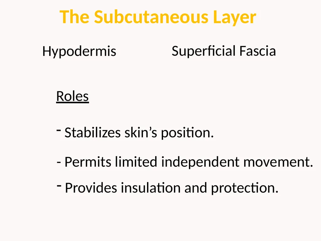 Cutaneous Membrane (Skin) Superficial Epidermis - slide 14 of 30