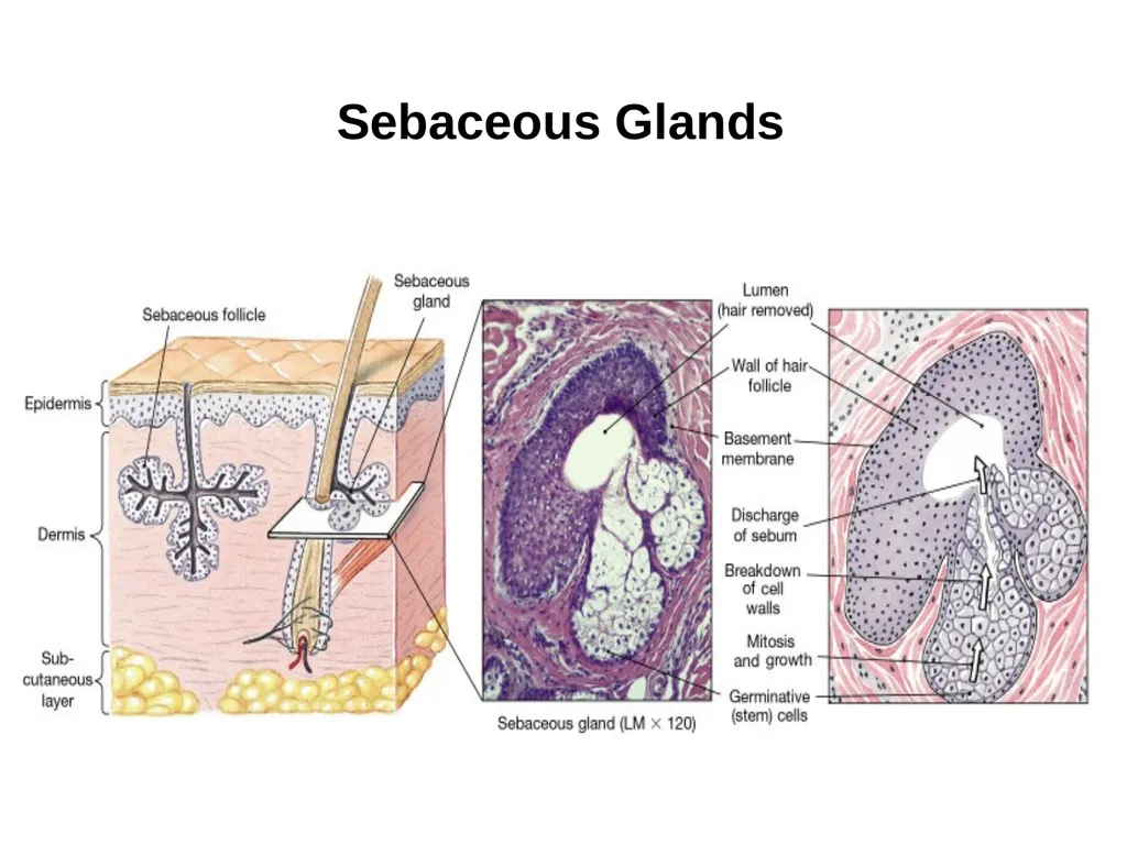 Cutaneous Membrane (Skin) Superficial Epidermis - slide 22 of 30