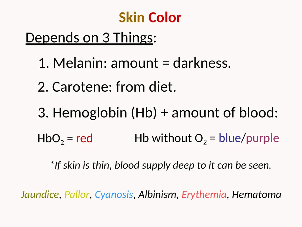 Cutaneous Membrane (Skin) Superficial Epidermis - slide 15 of 30