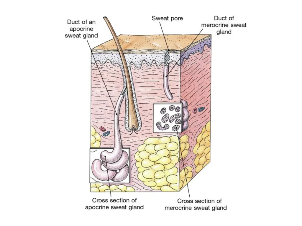 Cutaneous Membrane (Skin) Superficial Epidermis - slide 24 of 30
