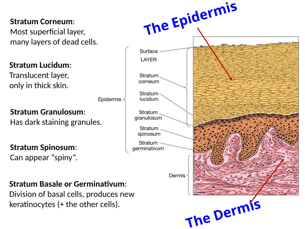 Cutaneous Membrane (Skin) Superficial Epidermis - slide 7 of 30