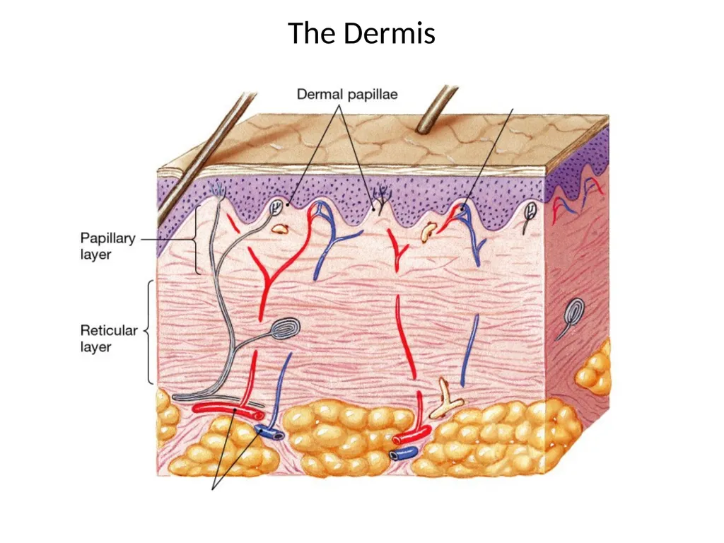 Cutaneous Membrane (Skin) Superficial Epidermis - slide 10 of 30