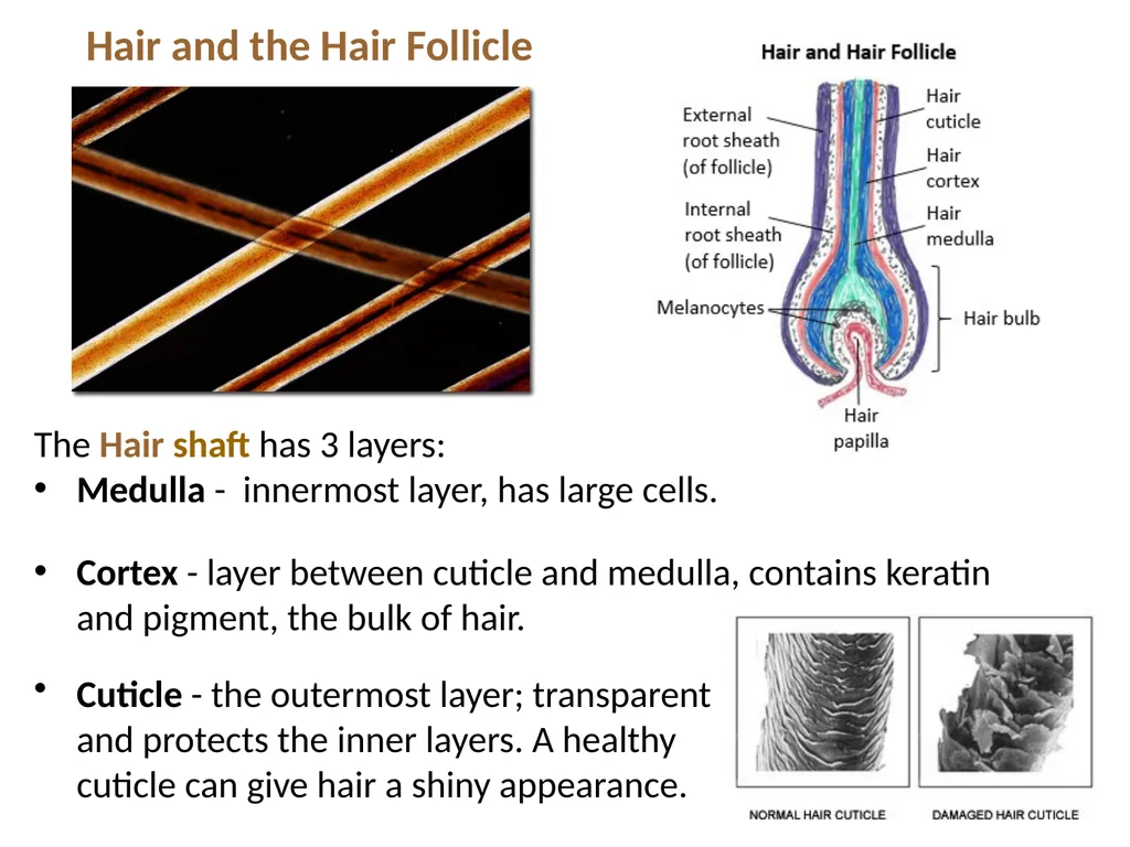 Cutaneous Membrane (Skin) Superficial Epidermis - slide 17 of 30