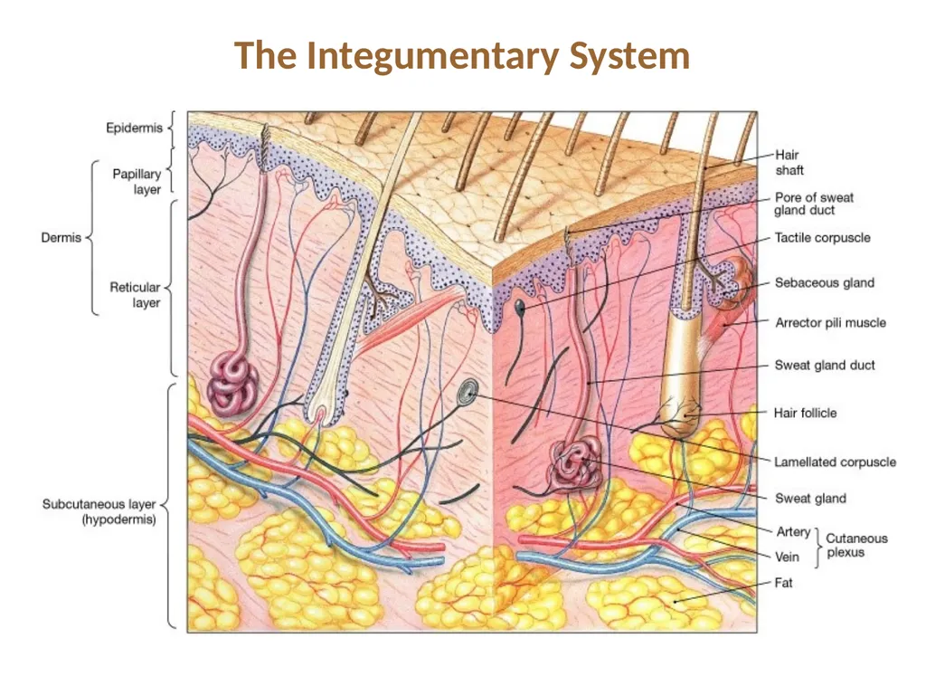 Cutaneous Membrane (Skin) Superficial Epidermis - slide 2 of 30