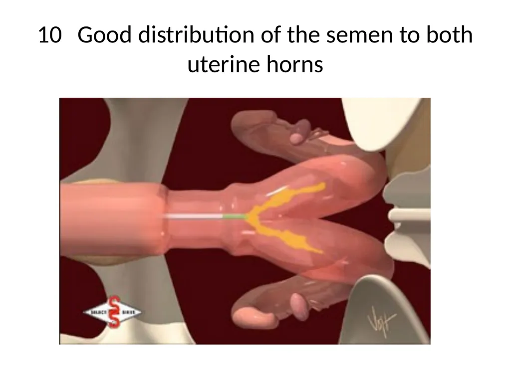Reproductive organs of cattle Paper 1: Question 4 - slide 52 of 65