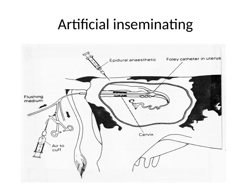 Reproductive organs of cattle Paper 1: Question 4 - slide 60 of 65